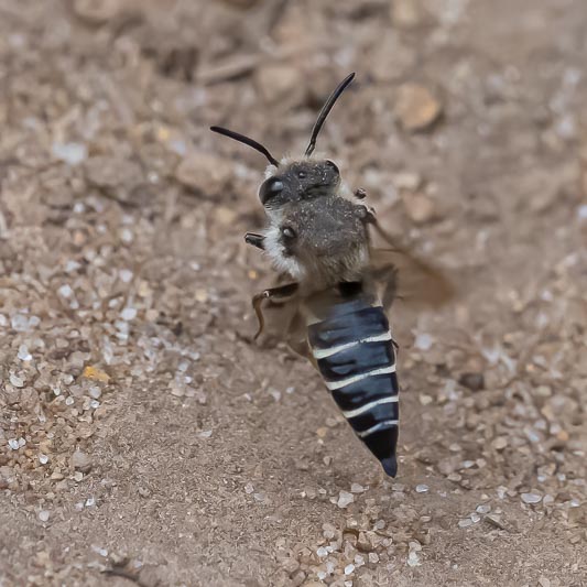 Coelioxys rufescens.jpg